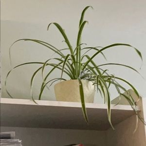 Meet your Posher, Tricia